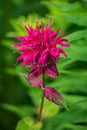 Abstract View of a Scarlet Beebalm